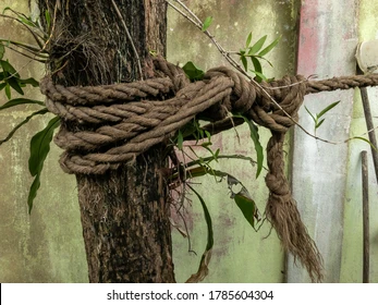 knotted-ship-rope-tree-macro-260nw-1785604304.png